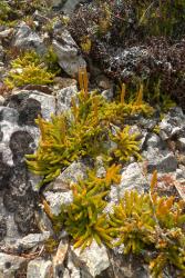 Lycopodium fastigiatum. Plants with horizontal aerial stems spreading over rocks, bearing orange-brown, maturing strobili.
 Image: L.R. Perrie © Leon Perrie CC BY-NC 4.0